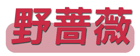 野蔷薇