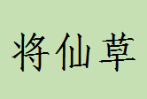 将仙草