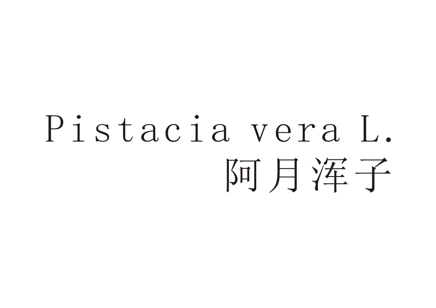 阿月浑子PISTACIA VERA L.